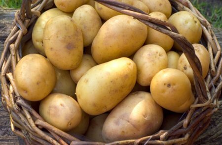 Белорусские ученые создают ГМО-картофель