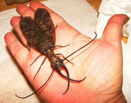 Самое большое в мире водное насекомое живет в Китае