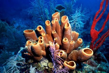 Лекарство от рака груди создали из морских губок