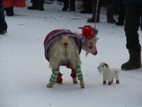 Конкурс красоты среди коз прошел в Татарстане